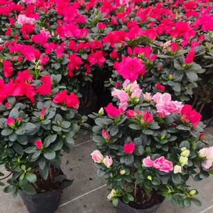 杜鹃花盆栽开花植物干枝西洋杜鹃花苗老桩比利时杜鹃成都直发