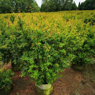 香水合欢细叶银叶金合欢苗粉花庭园盆栽造景植物花卉绿化行道树苗