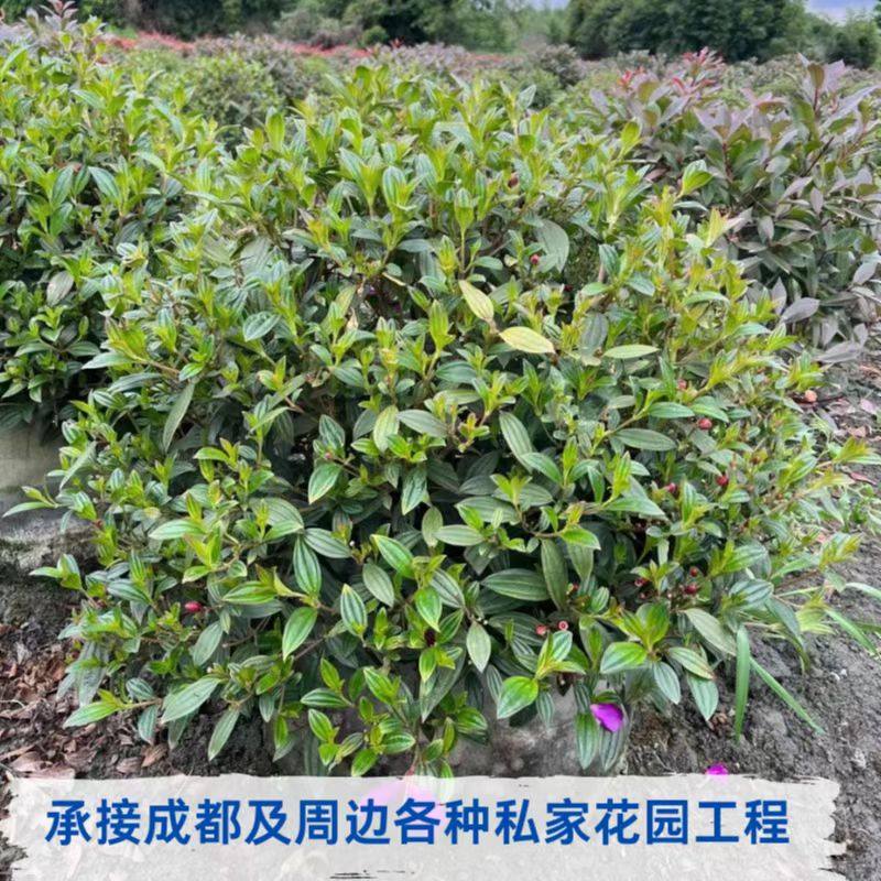 巴西野牡丹紫牡丹花苗盆栽四季栽培阳台庭院好养耐寒耐热花期长