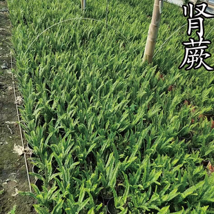 肾蕨苗草盆栽四季常青蕨类波士顿蕨苗植物室内瓶颈四川成都发货