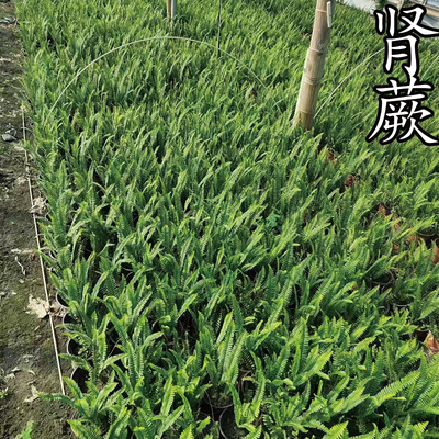 鑫和肾蕨苗草盆栽四季常青袍