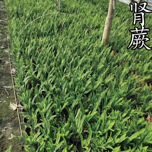 鑫和肾蕨苗草盆栽四季常青袍