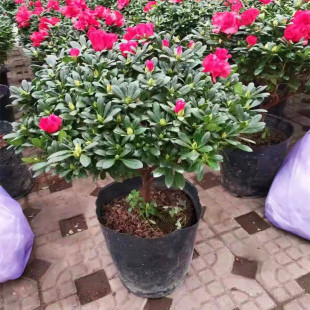 杜鹃花盆栽开花植物干枝西洋杜鹃花苗老桩比利时杜鹃成都直发