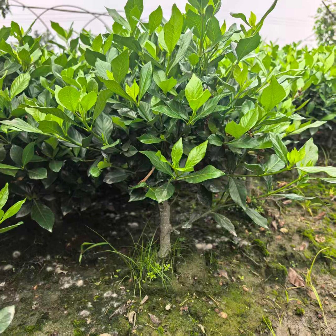 四季栀子大叶牡丹栀子花浓香型庭院盆栽地栽常青绿化花卉小叶栀子