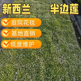 新西兰半边莲花苗盆栽庭院绿化花园植物室外开花草坪耐热耐寒