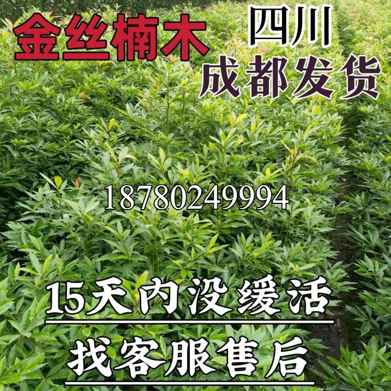 正宗金丝楠木树苗四川名贵小叶桢楠树四季常青耐寒香樟树苗庭院绿