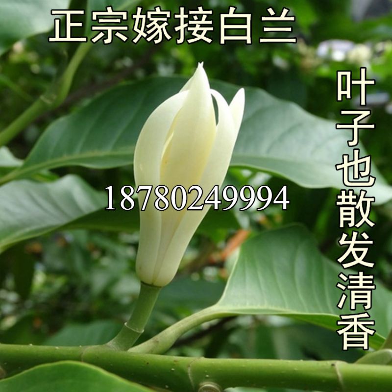 四季白兰花盆栽树苗矮化室内花卉浓香型带花苞黄角兰庭院大型绿植