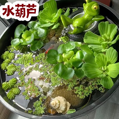 浮萍水草植物鱼缸专用造景