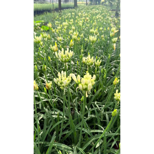 宿根花卉庭院多年生草本花卉