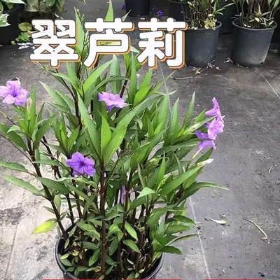 翠芦莉庭院花期长草本植物花草