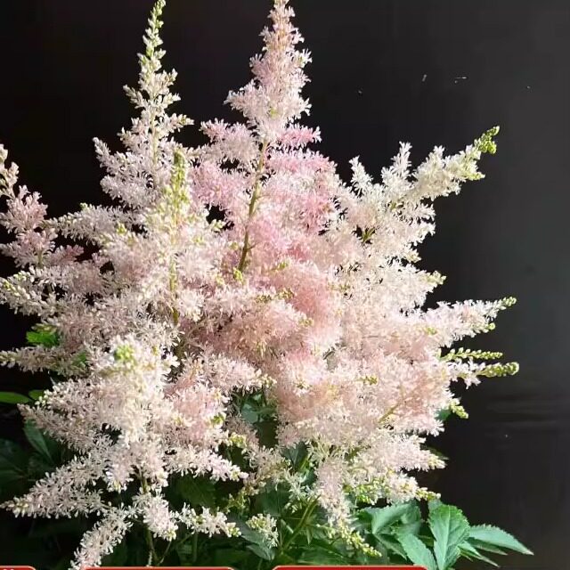 进口落新妇大苗盆栽耐阴耐寒