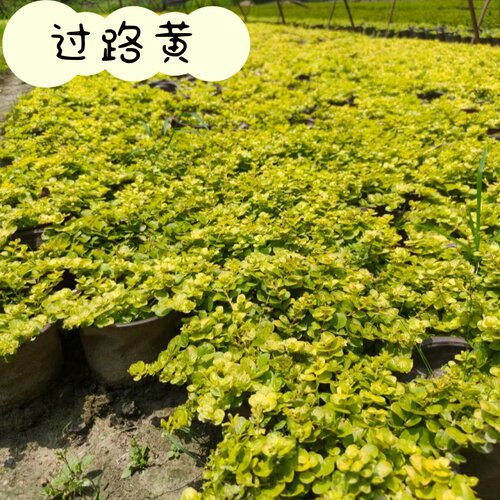 过路黄中华景天熊猫堇佛甲草