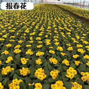 报春花盆栽带花苞迎春重瓣小苗耐寒冬季室内外四季花卉年宵花植物