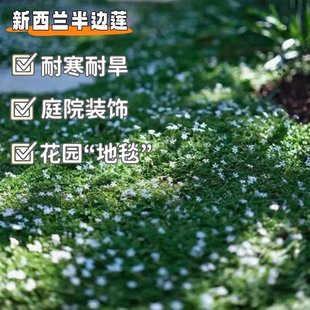 新西兰半边莲耐寒耐旱四季常青花园造景室外草坪多年生好养活绿植