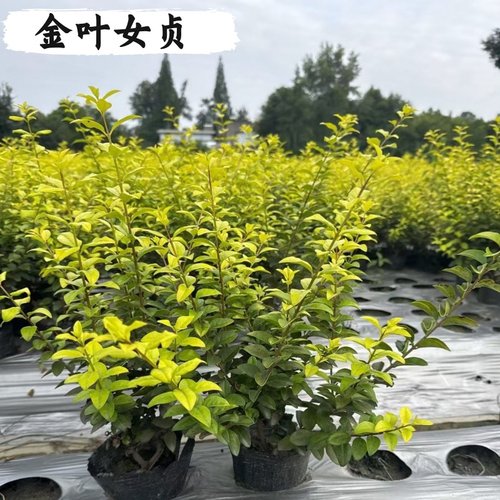 精品金叶女贞树苗球耐寒耐旱四季常青庭院绿篱花镜造型绿植苗