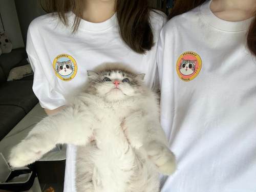 泡芙卡通情侣猫猫头T恤上衣短袖宽松半袖猫咪情侣260g纯棉