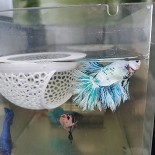 斗鱼休息床飘浮鱼床鱼缸装饰斗鱼躲避屋鱼缸悬浮摆件水族新奇装饰