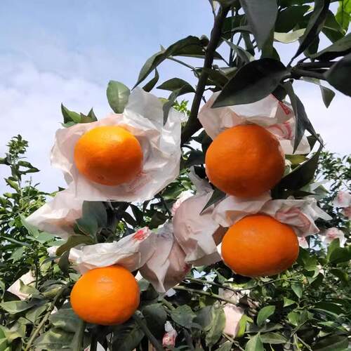 柑橘橙子丑橘爱媛果冻橙专用套袋