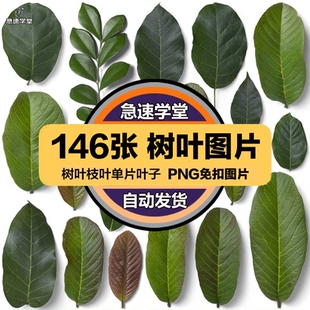 高清树叶树枝叶脉纹理装饰单片叶子PNG元素PSD模板后期合成素材