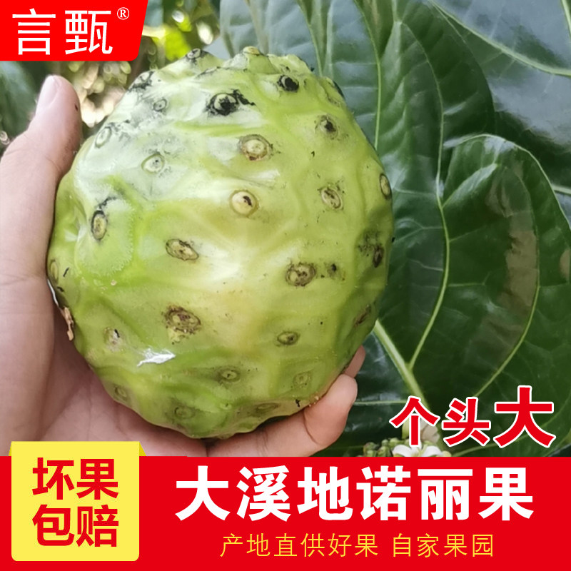 言甄诺丽果鲜果新鲜水果海南诺尼果noni大溪地品种呕吐果精选大果