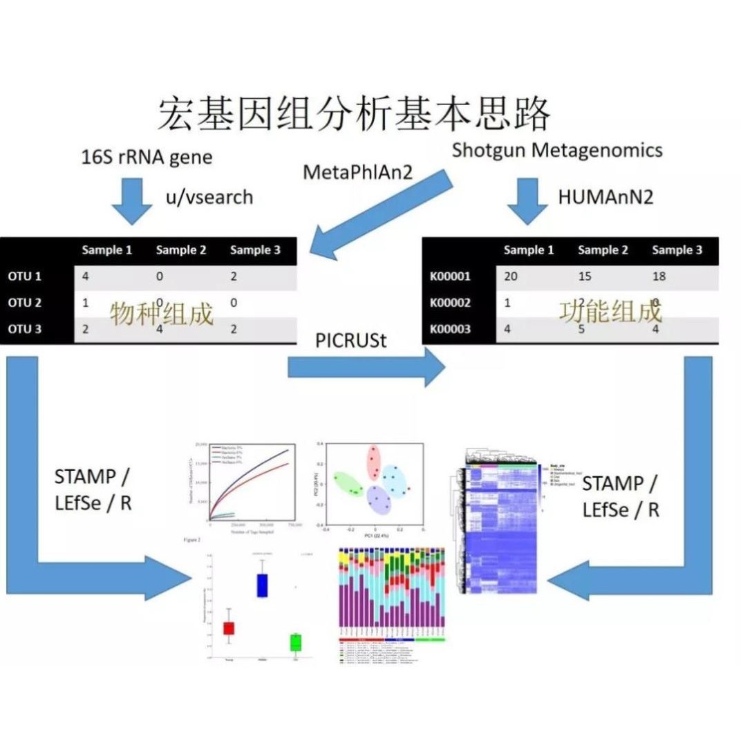 生信分析服务TCGA GEO挖掘单细胞测序自测数据个性化分析生信医学