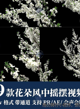 白色花朵树枝风中摇摆动自然风景mov透明通道PR/AE/FCPX视频素材