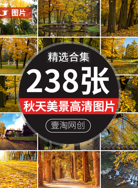 深秋季秋天红叶银杏枫叶落叶金黄色树林小路道路高清图片照片素材