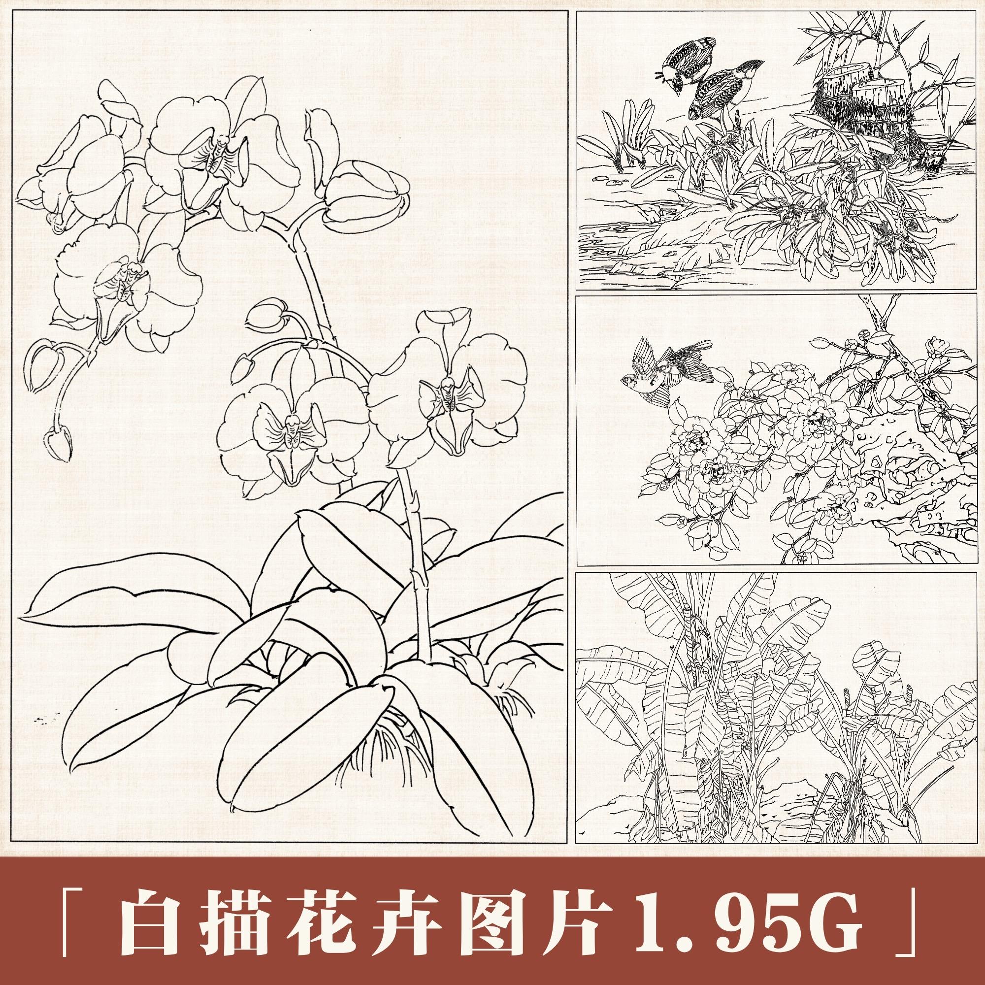 白描工笔花卉国画线稿临摹底稿百合兰花牡丹菊花山茶花图片元素材
