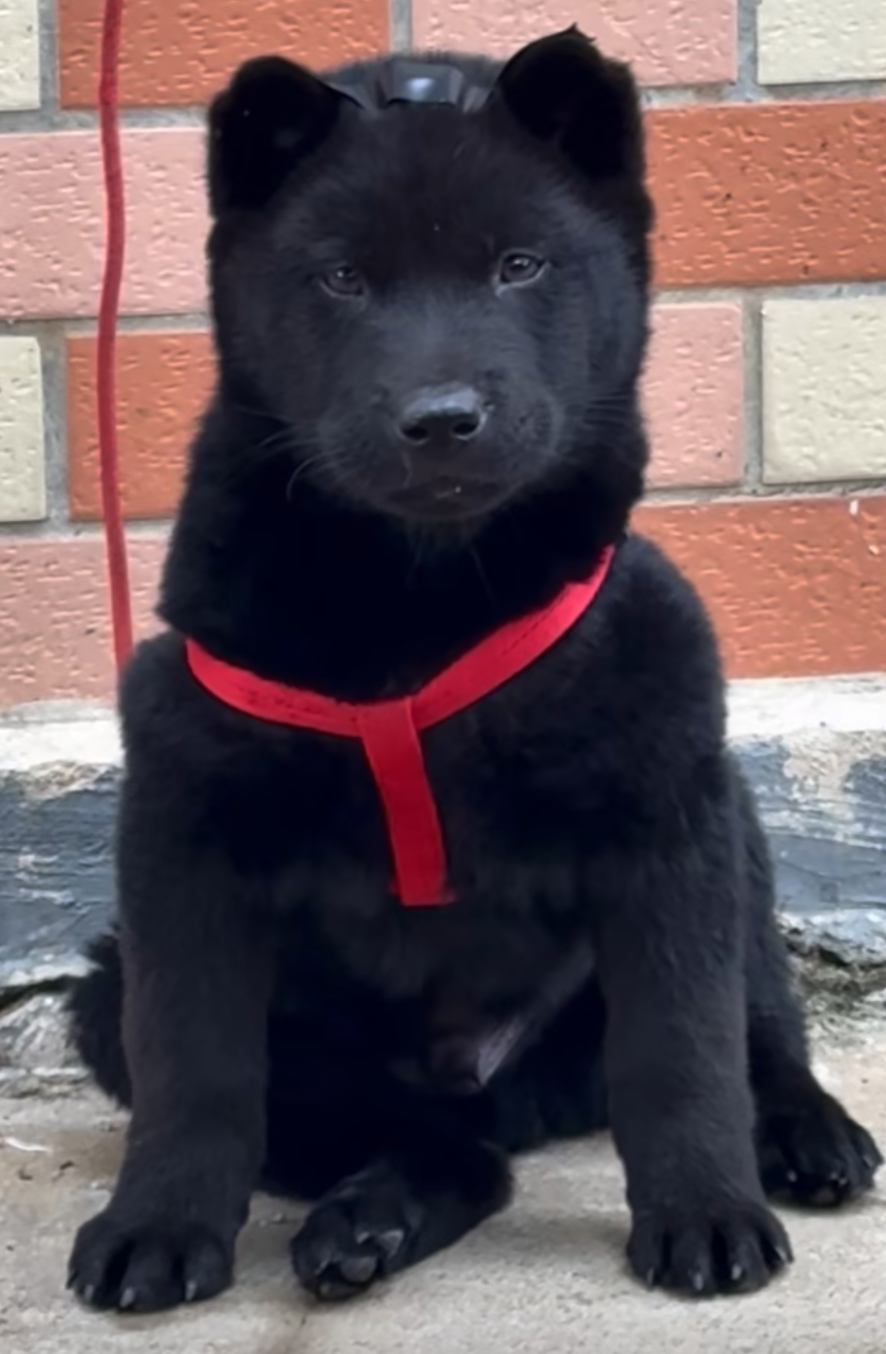 五黑犬幼犬土狗好养聪明幼宠大骨架狗巡山犬短毛活物狩猎犬狗