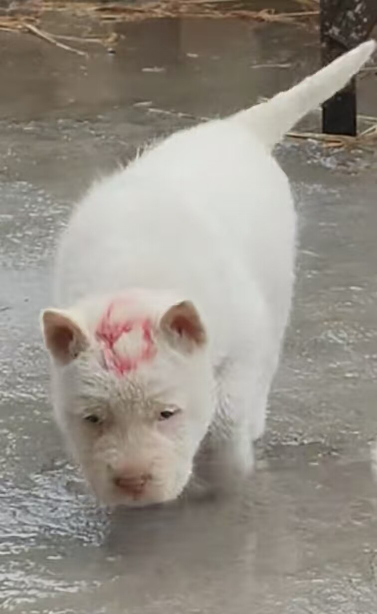纯种白色下司幼犬活体二个月大五短身材宠物狗公的幼犬低价包邮了