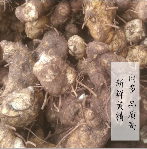 5斤装包邮新鲜自挖黄精新鲜老虎姜鸡头参 中药材鸡头黄精非干货