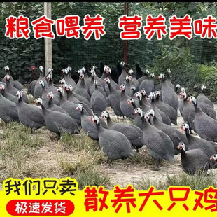 农家散养大珍珠鸡 真空包装包   新鲜到家 酒店批发零售整鸡