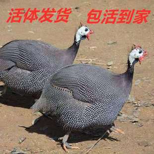 农家纯种散养珍珠鸡活体 观赏鸡包邮跑地土鸡包活