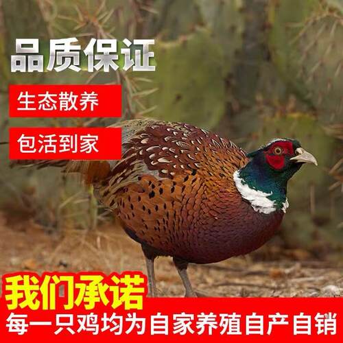 生态散养七彩山鸡包活到家