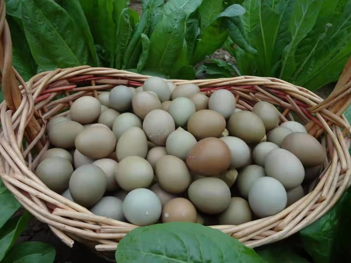 散养七彩山鸡蛋   土鸡蛋  月子鸡蛋  包新鲜到家  包破损包邮