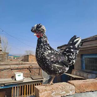 农家散养快下蛋贵妃鸡观赏鸡黑白花贵妃公母包邮包售后跑山月子鸡