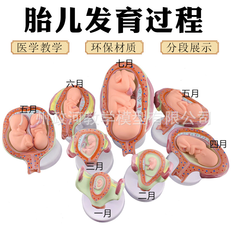 妊娠胚胎发育过程模型