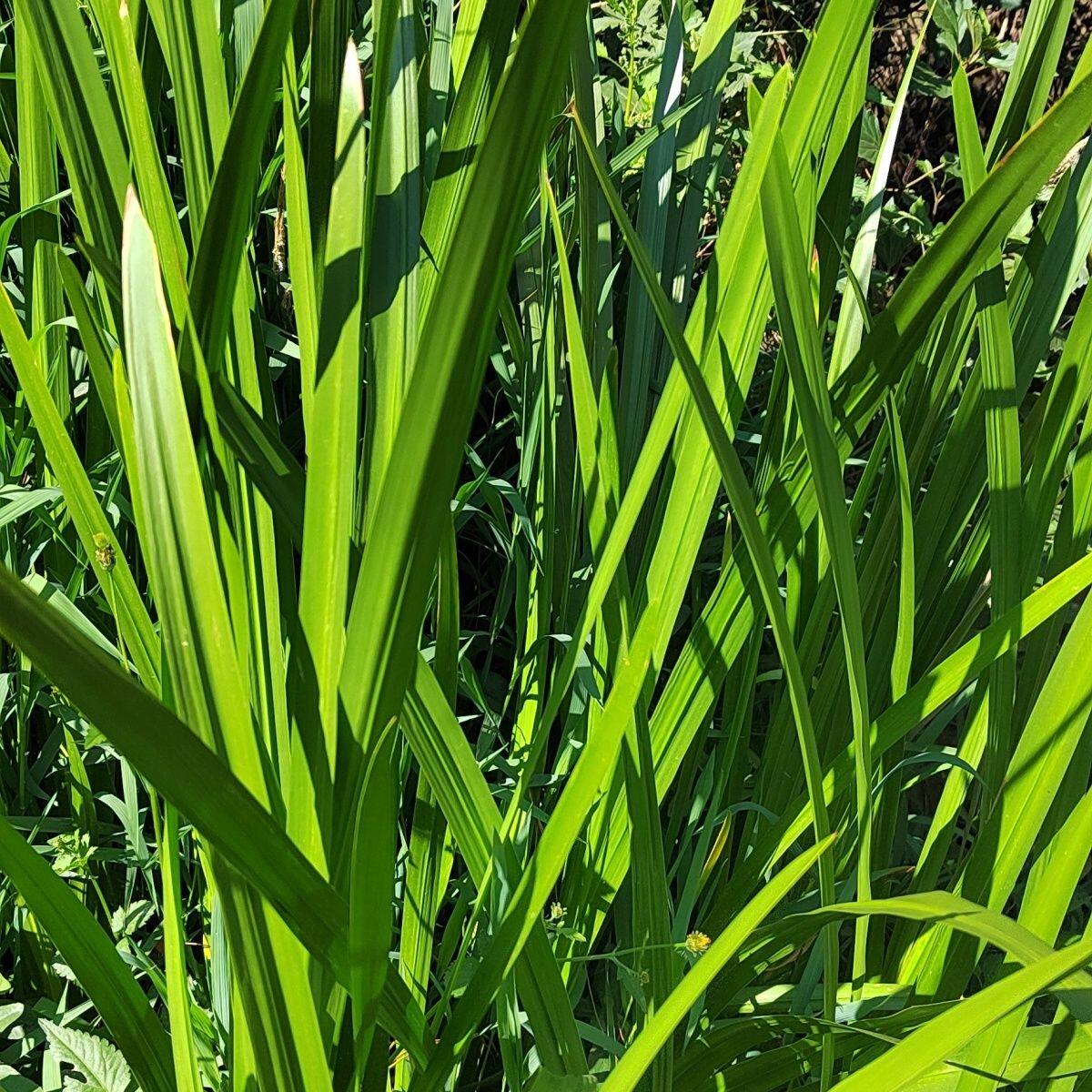 水菖蒲苗室外挺水水生植物新鲜水桌面绿植