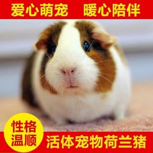 成年荷兰猪青年荷兰猪孕猪可繁殖可吃健康易养短顺活体
