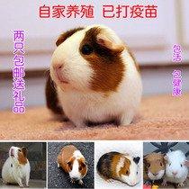 包活家養天竺鼠荷蘭豬已打疫苗