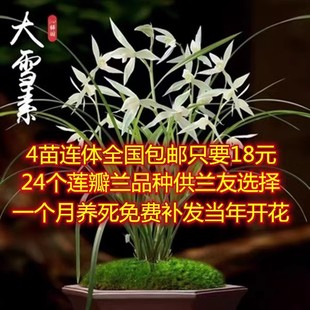 带花苞浓香兰花包邮云南莲瓣兰大雪素绿植兰花盆栽植物花卉兰草