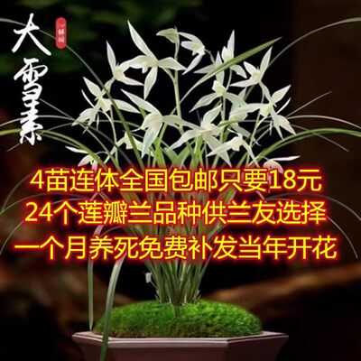 云南盆栽植物花卉包邮