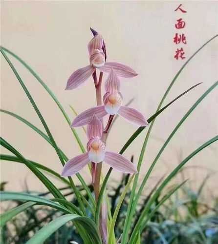 绿植云南盆栽园艺兰花苗