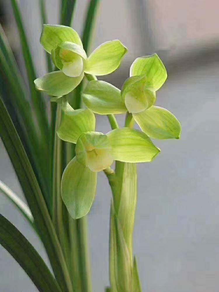 绿植四川自然园艺兰花苗包邮