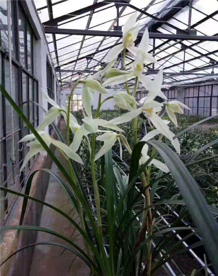 包邮云南名品老种兰花苗  莲瓣兰  大雪素  浓香室内绿植花卉盆栽