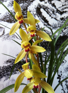 包邮云南自然老种兰花苗 莲瓣兰【金龙献宝】浓香绿植花卉园艺盆