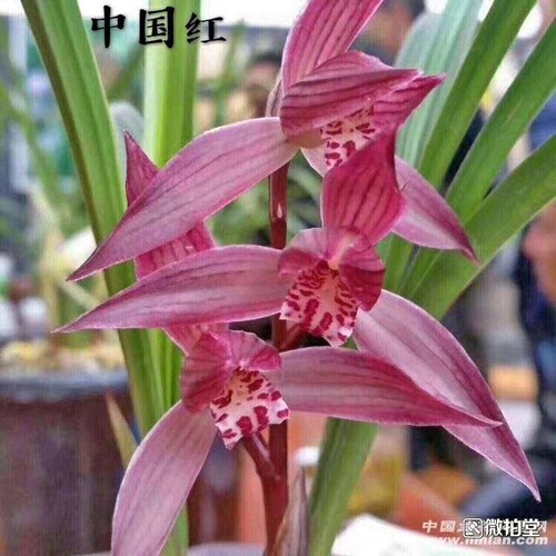 绿植云南兰花苗阳台盆栽包邮