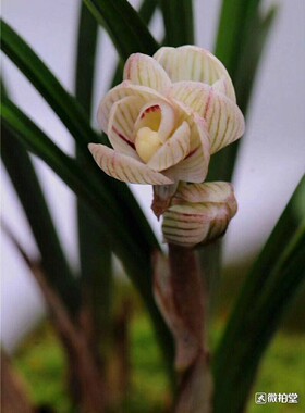 绿植云南兰花苗阳台盆栽包邮