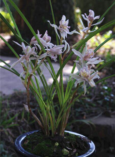 云南 老种兰花苗 莲瓣兰 金沙树菊 阳台盆栽花卉绿植植物 包邮