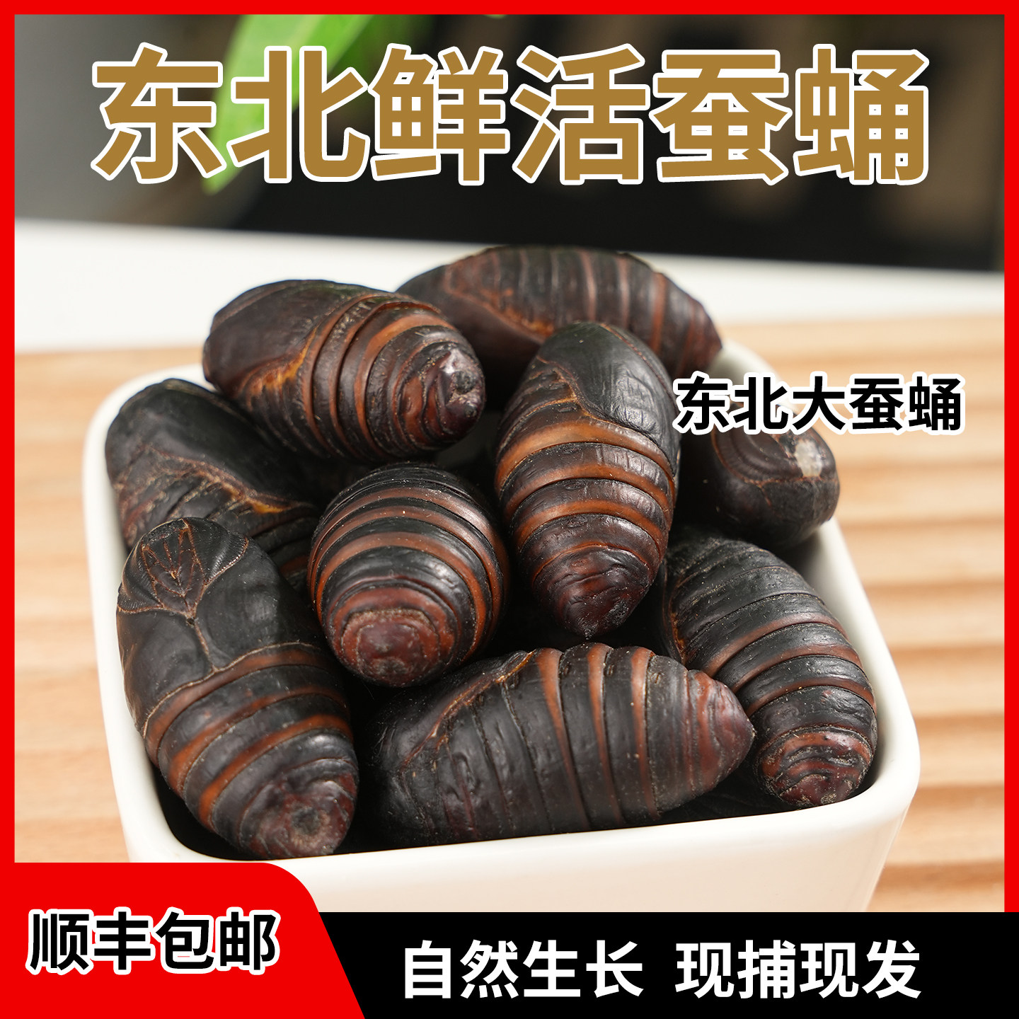 东北特产大蚕蛹高蛋白保活新鲜